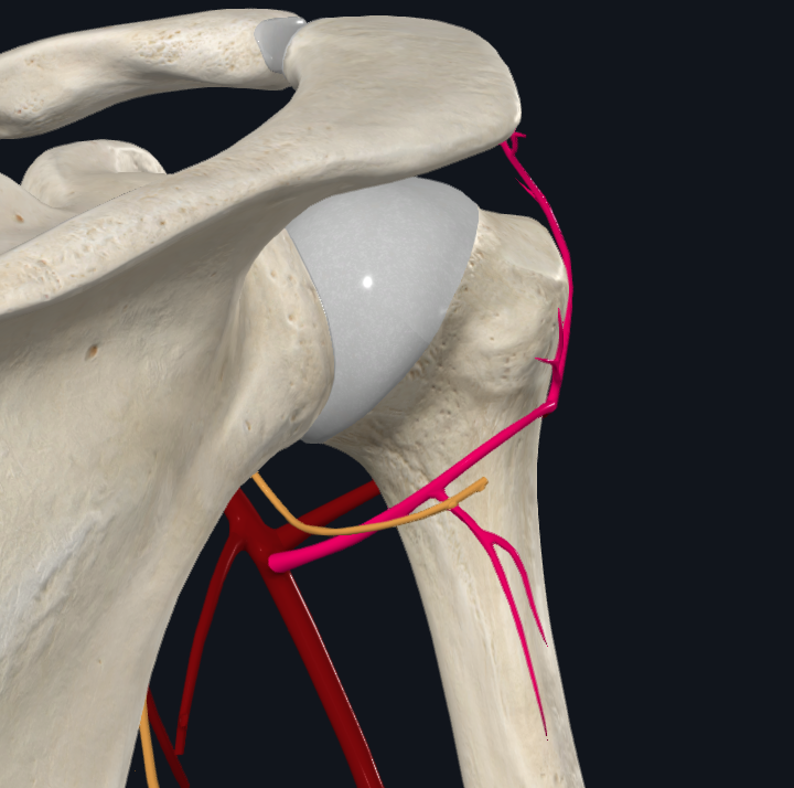 Posterior Circumflex Humeral Artery (Right)