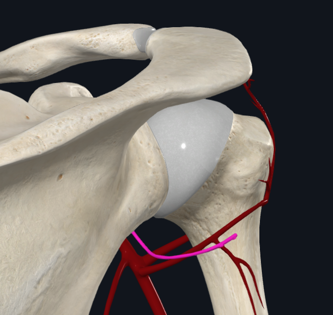 Axillary Nerve (Right)