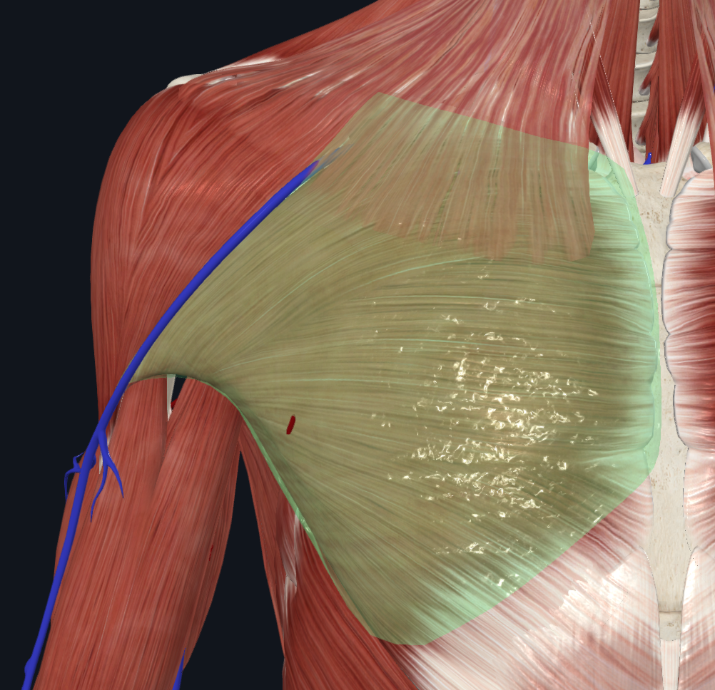 Pectoral Fascia (Right)