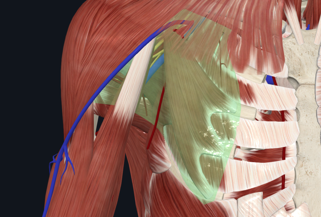 Clavipectoral Fascia (Right)