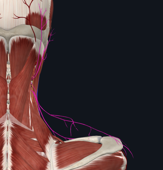Cervical Plexus (Right)