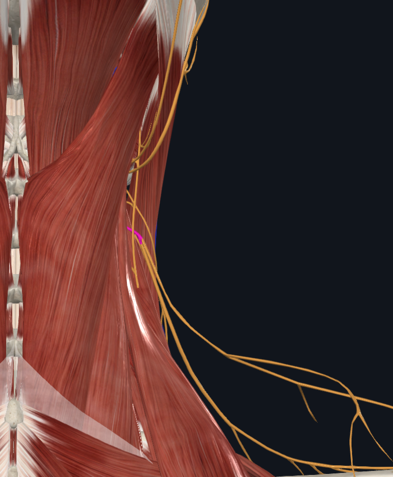 Supraclavicular Nerves (Right)