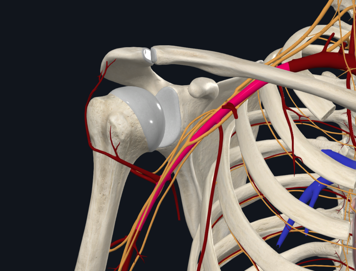 Axillary Artery (Right)