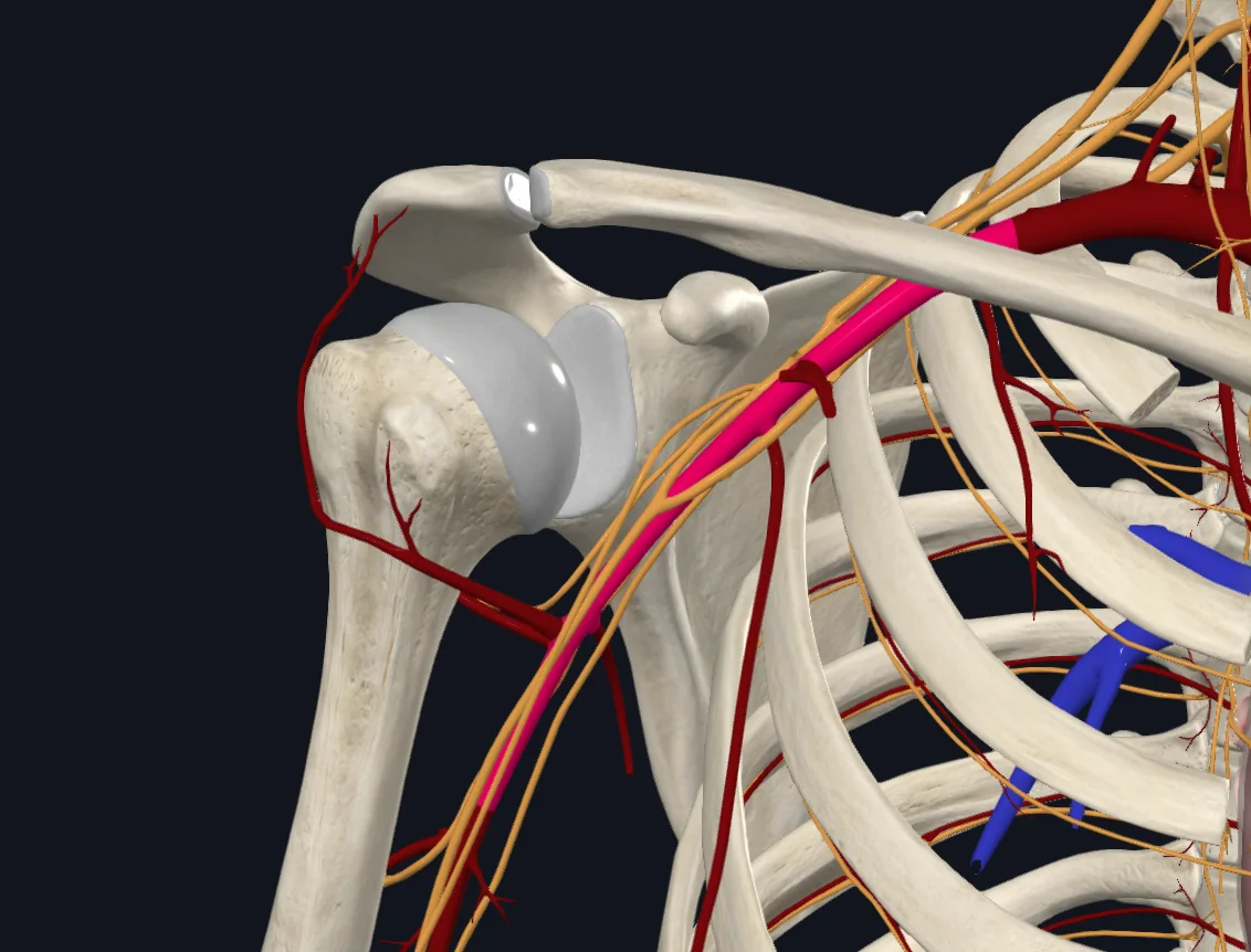 Axillary Artery (Right)