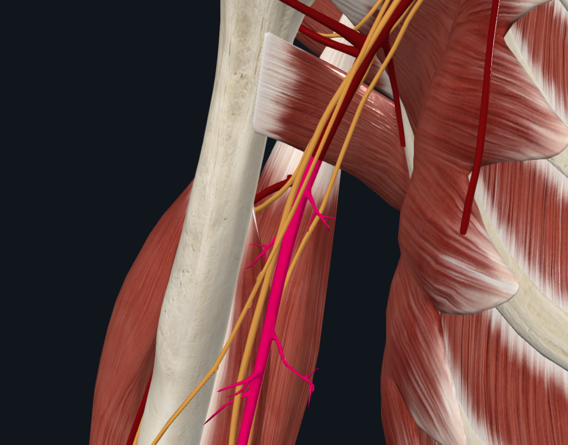 Brachial Artery (Right)