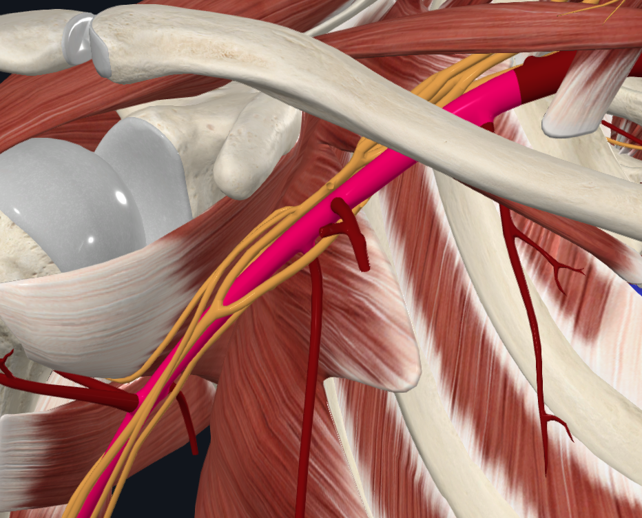Axillary Artery (Right)