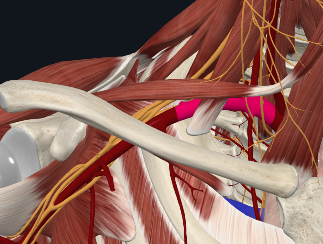 Subclavian Artery (Right)
