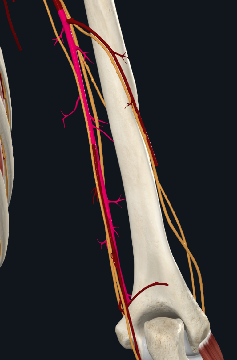 Brachial Artery (Right)