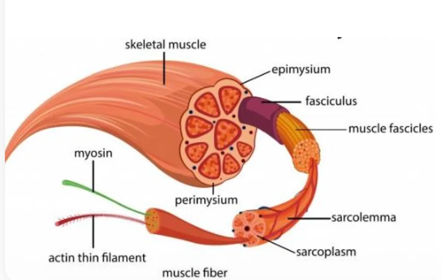 Muscle