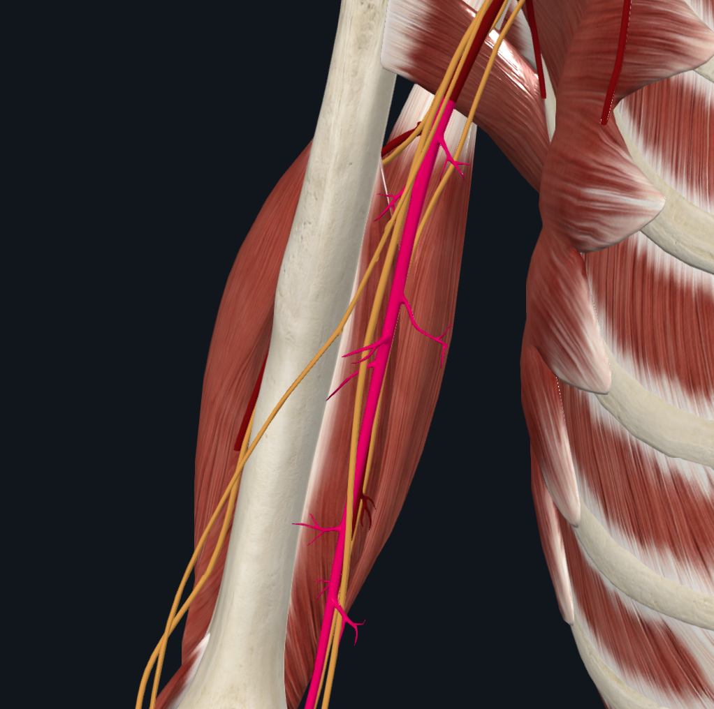 Brachial Artery (Right) - top