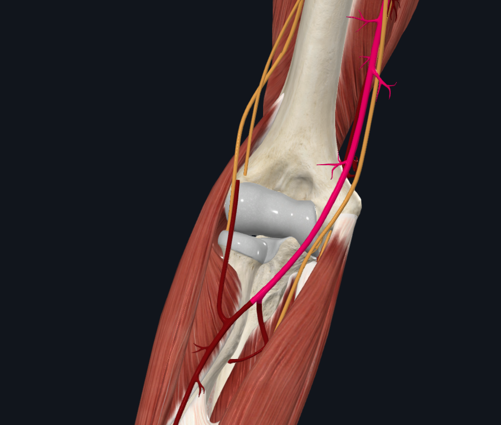 Brachial Artery (Right) - bottom