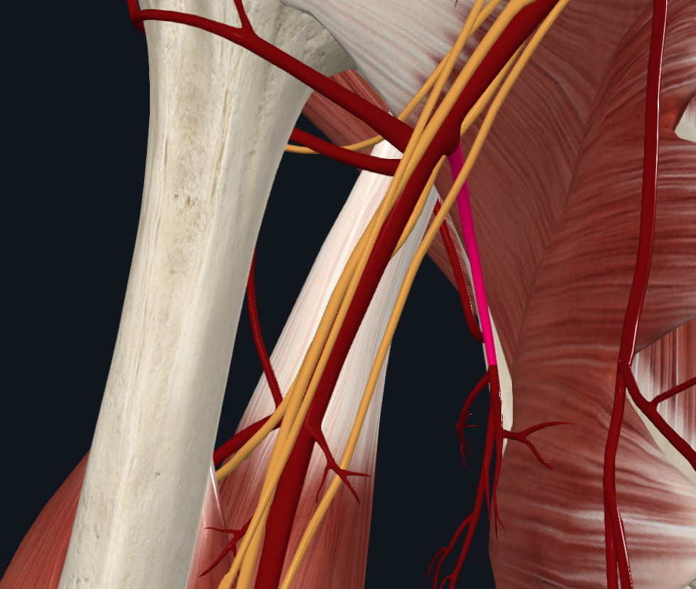 Subscapular Artery (Right)