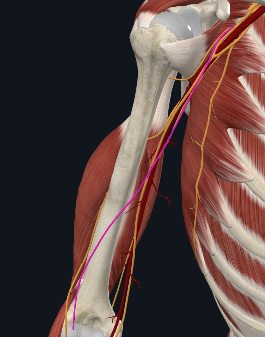 Musculocutaneous Nerve (Right)