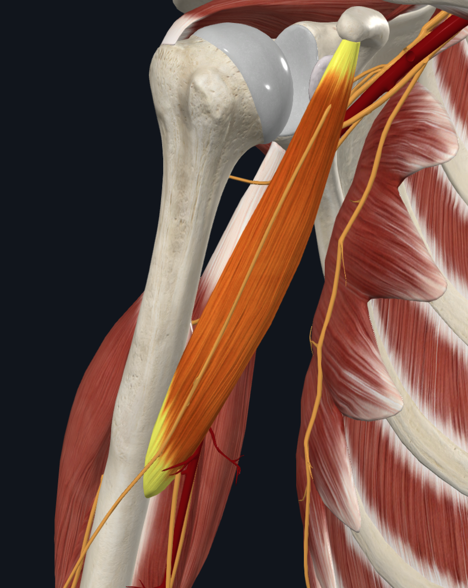 Coracobrachialis Muscle (Right)