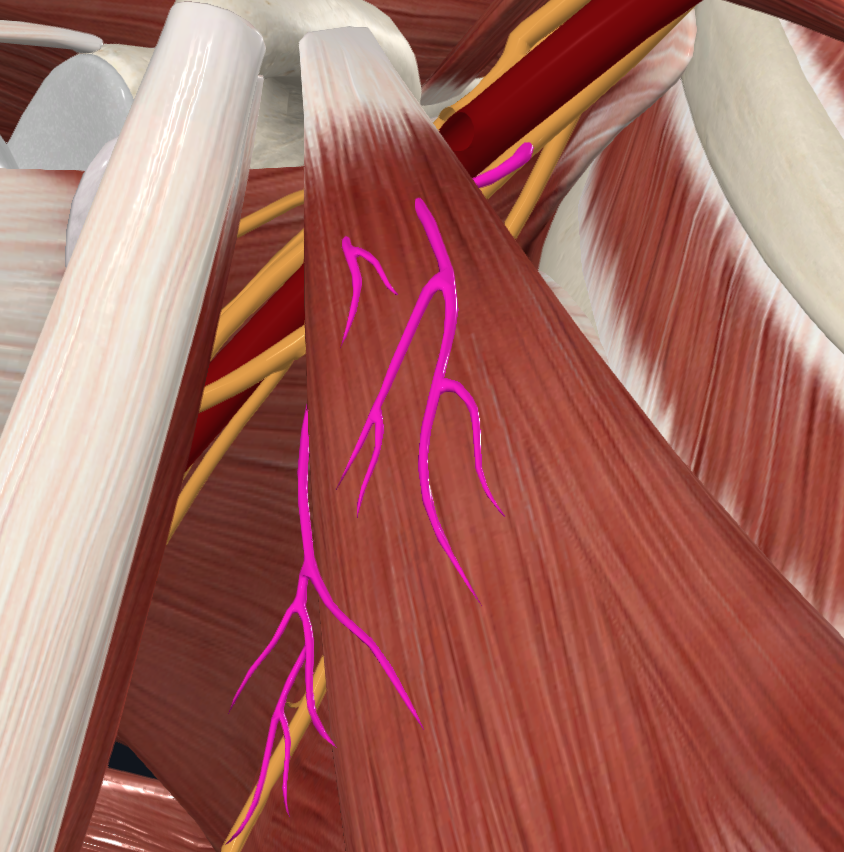 Medial Pectoral Nerve (Right)