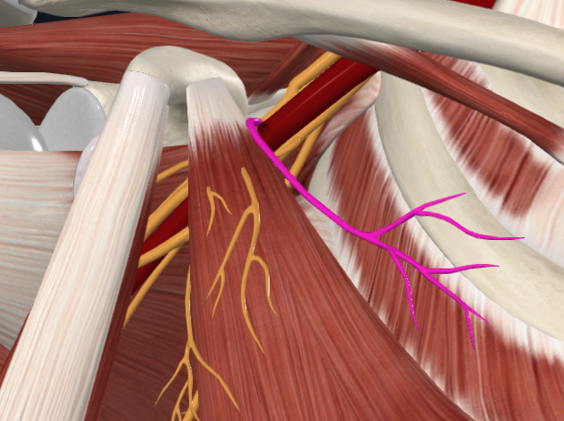 Lateral Pectoral Nerve (Right)