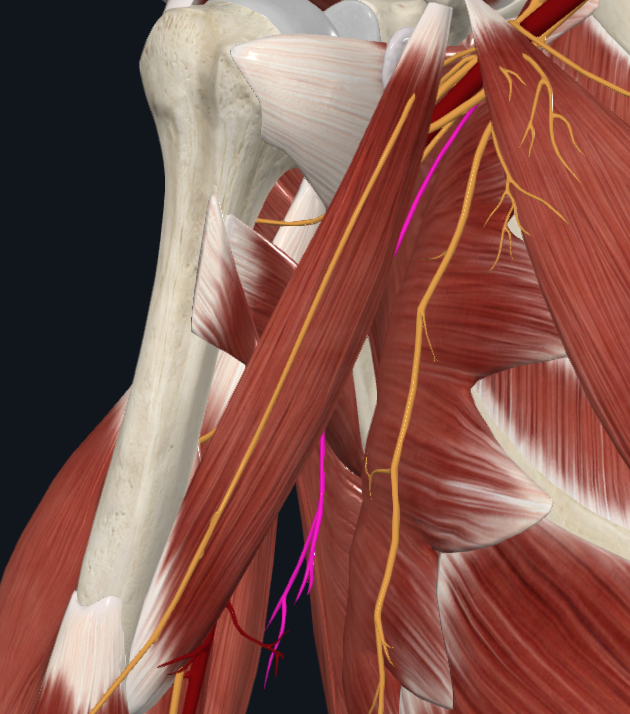 Medial Brachial Cutaneous Nerve (Right)