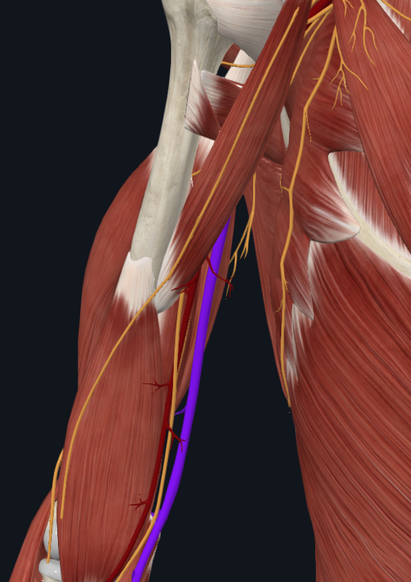 Basilic Vein (Right)