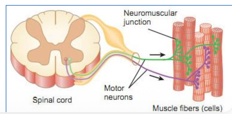 Motor neurons
