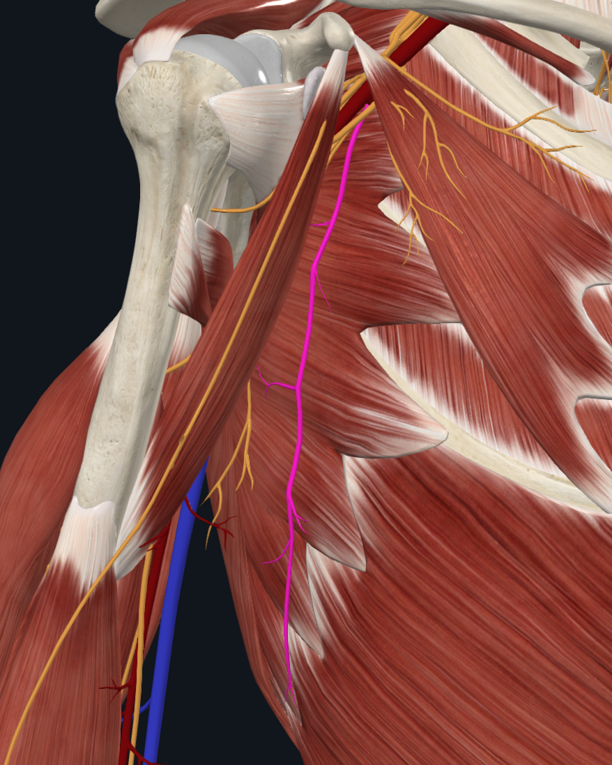 Long Thoracic Nerve (Right)