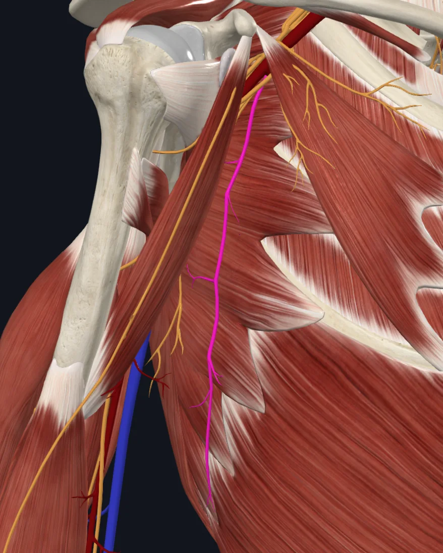 Long Thoracic Nerve (Right)