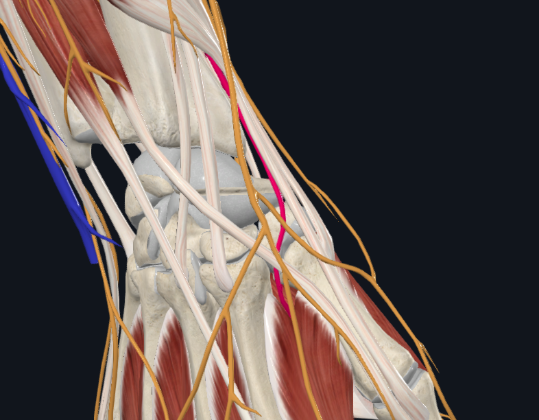 Radial Artery (Right)