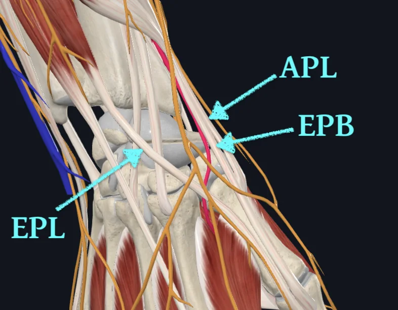 Radial Artery (Right)