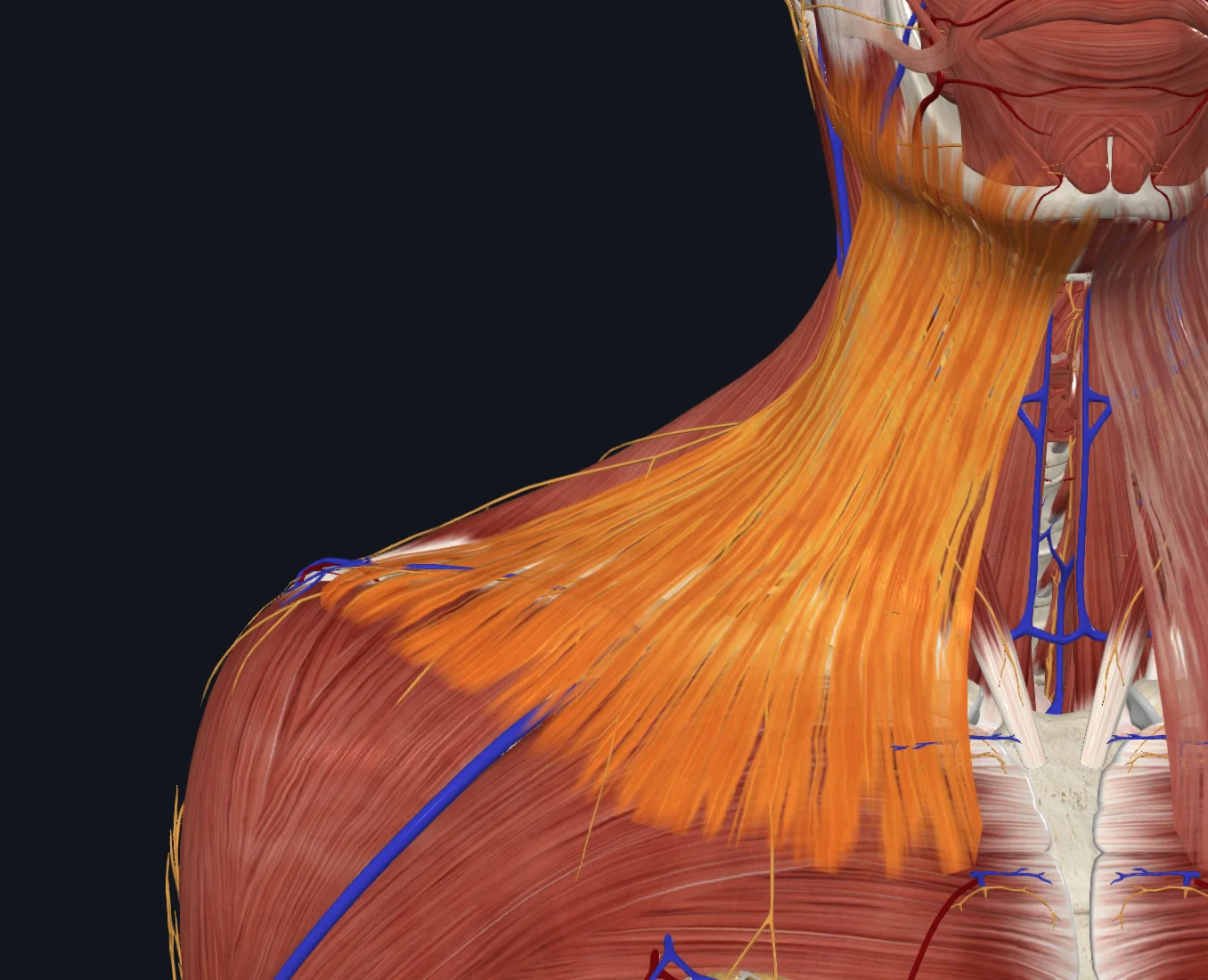 Platysma (Right)