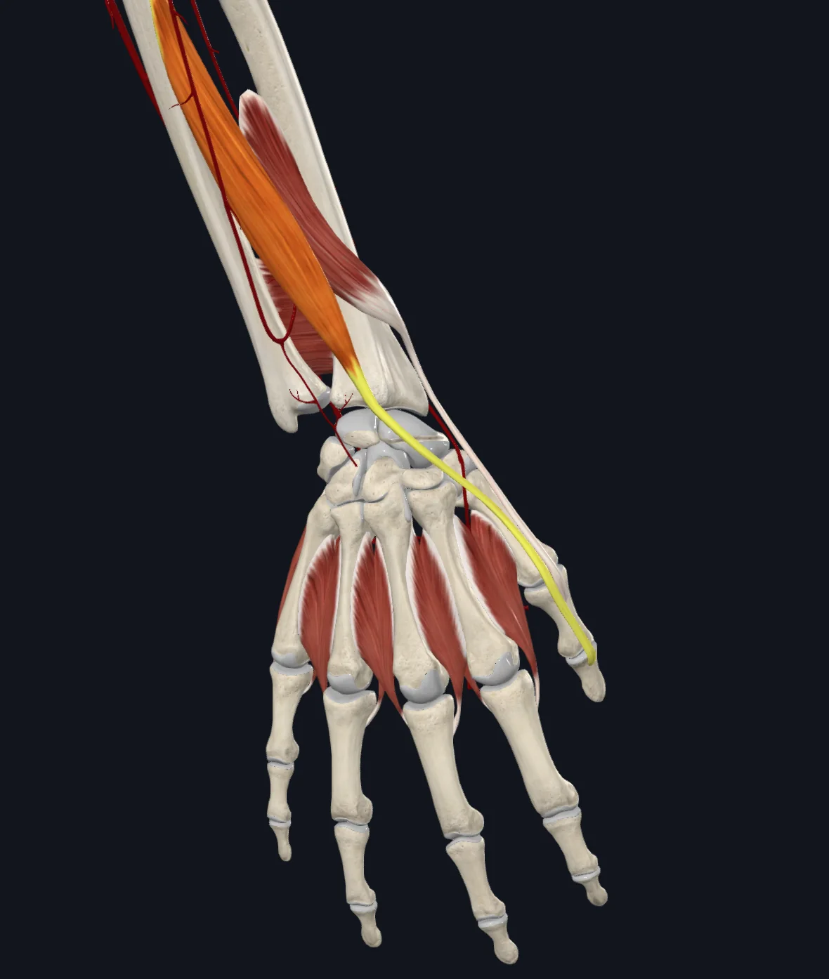 Extensor pollicis longus muscle (right)