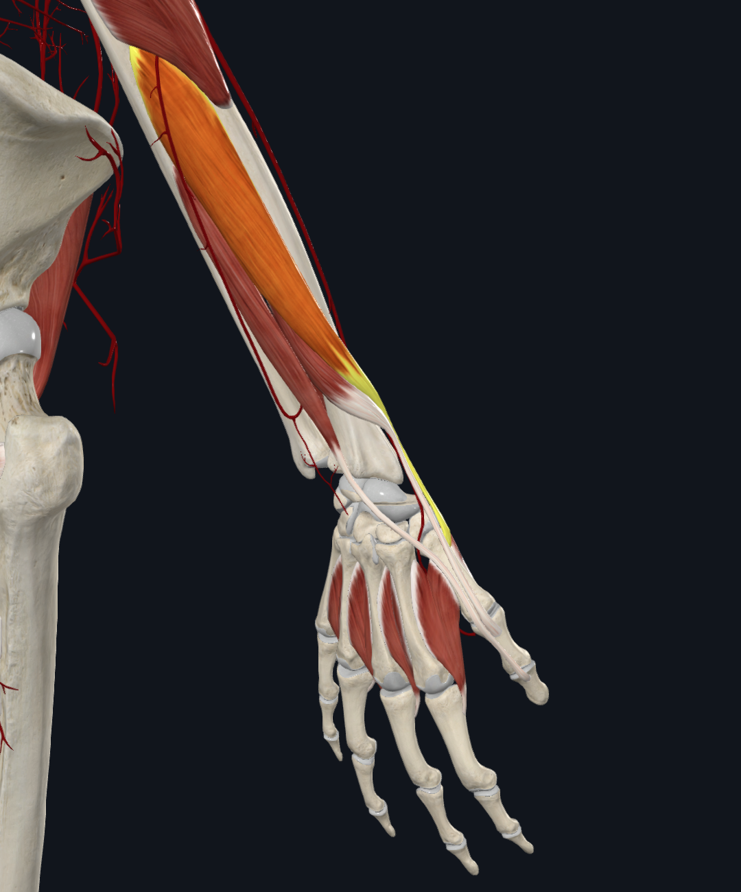 Abductor pollicis longus muscle (right)