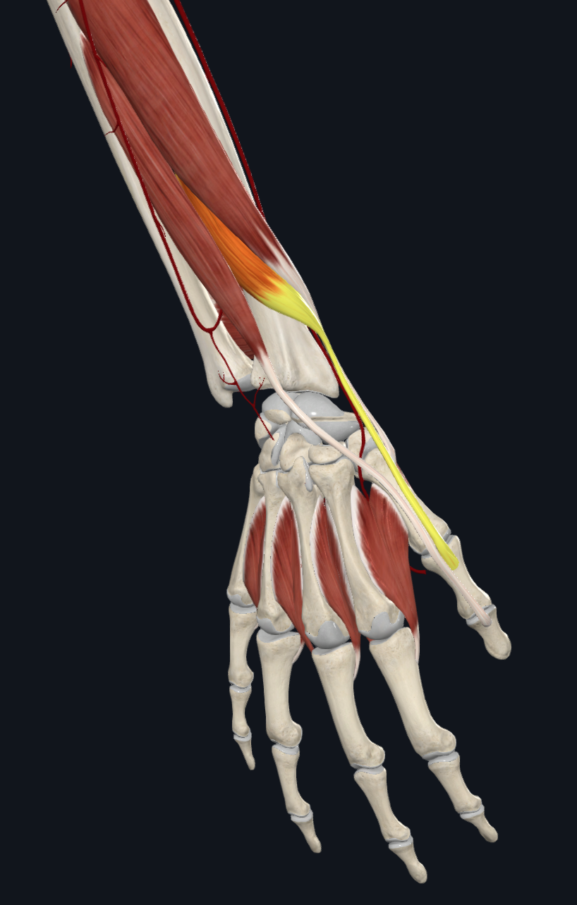 Extensor pollicis brevis muscle (right)