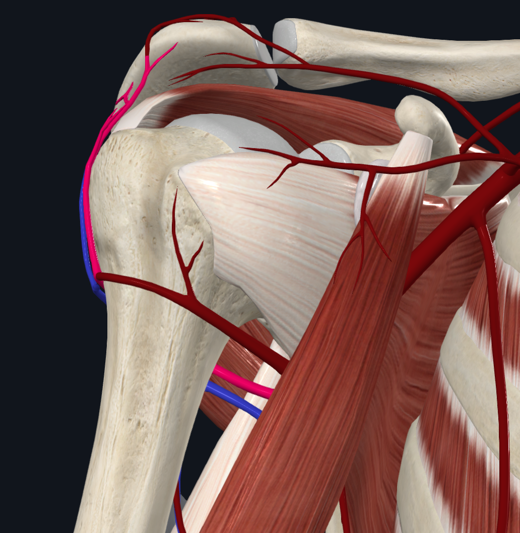 Posterior Circumflex Humeral Artery (Right)