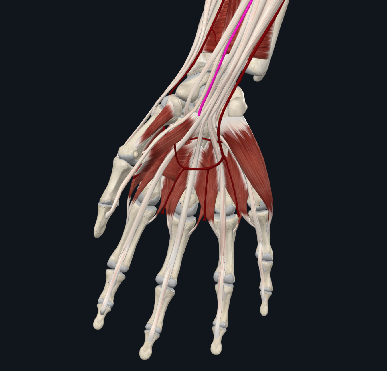 Median Nerve (Right)