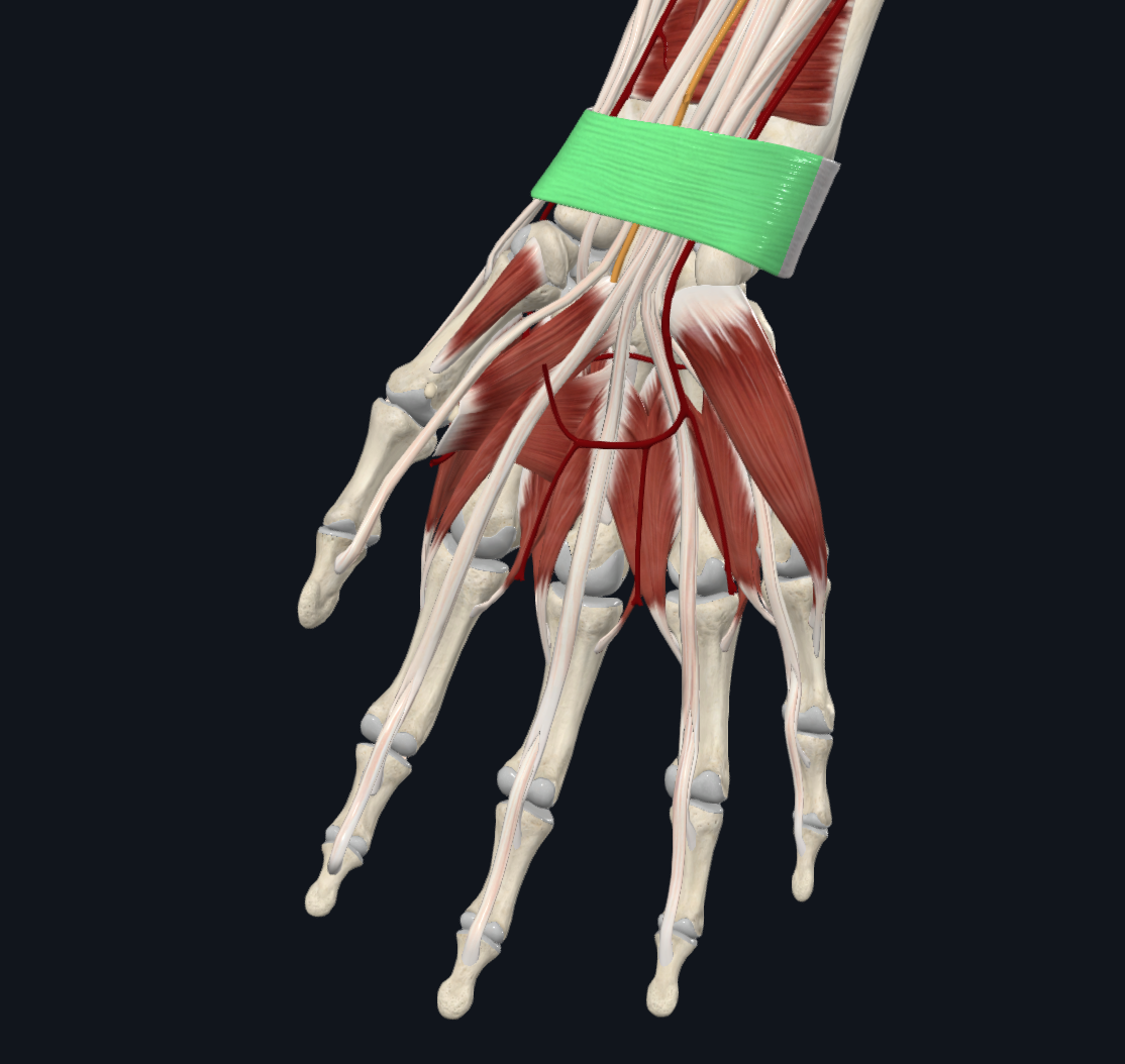 Palmar Carpal Ligament (Right)