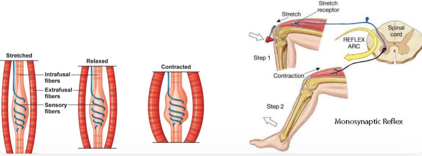 Monosynaptic Reflex