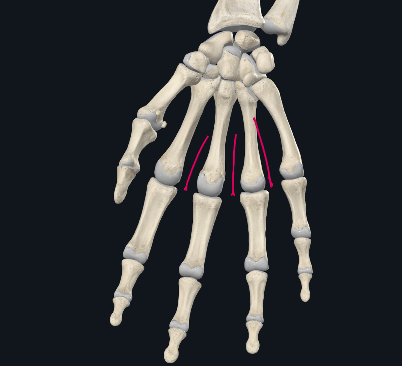 Common Palmar Digital Arteries (Right)