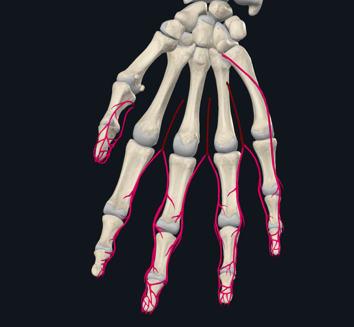 Proper Palmar Digital Arteries (Right)