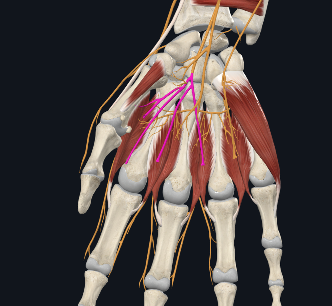 Common Palmar Digital Branches of Median Nerve (Right)