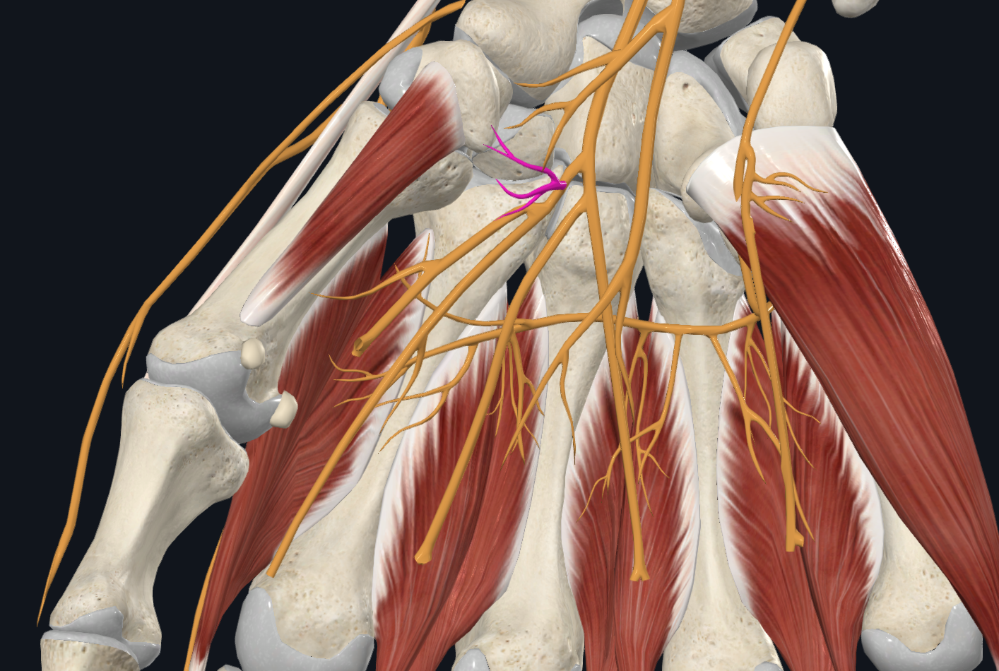 Recurrent Branch of Median Nerve (Right)