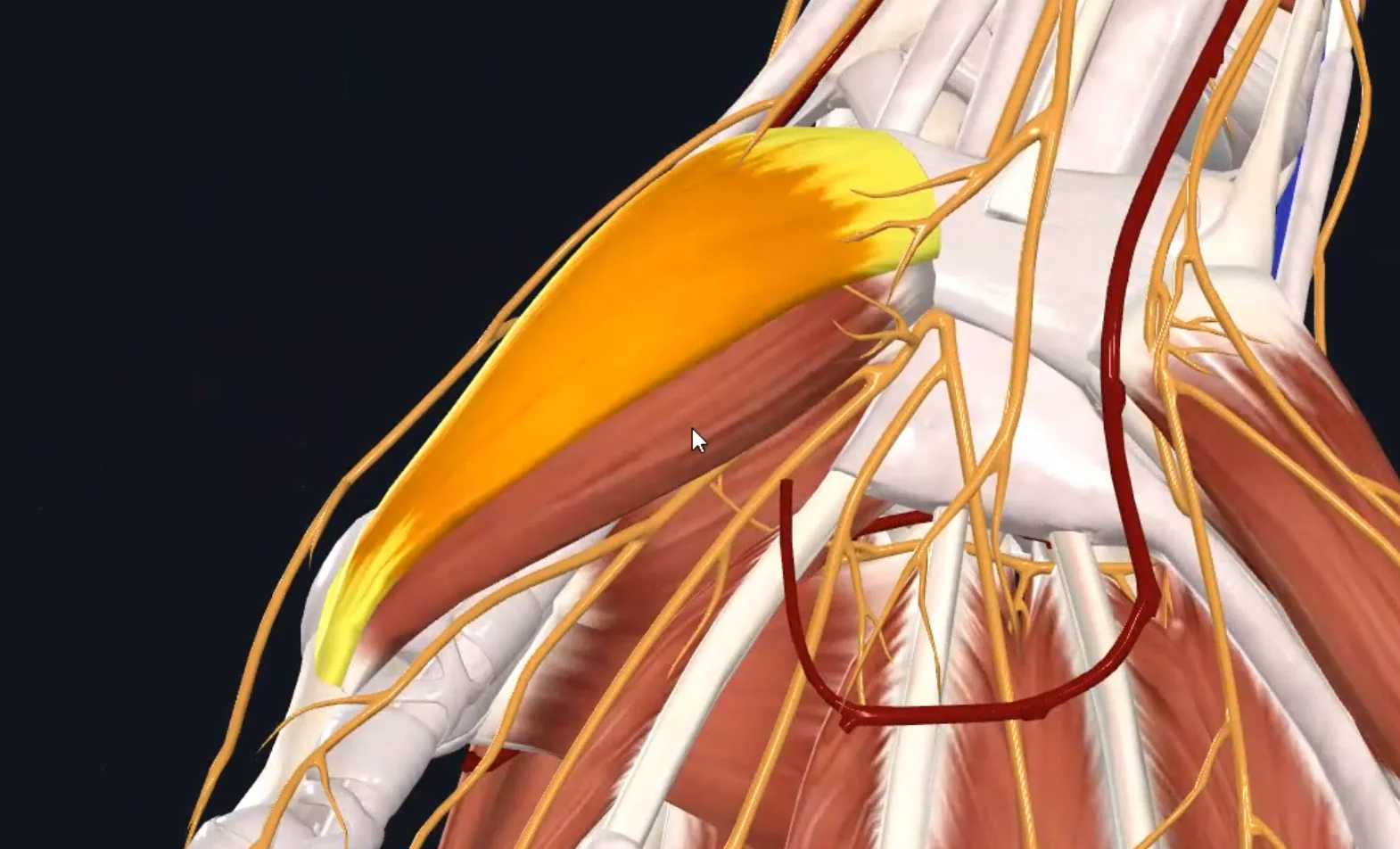 Abductor pollicis brevis muscle