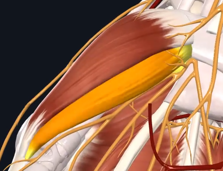 Flexor pollicis brevis muscle