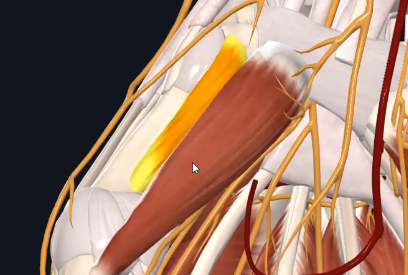 Opponens pollicis muscle