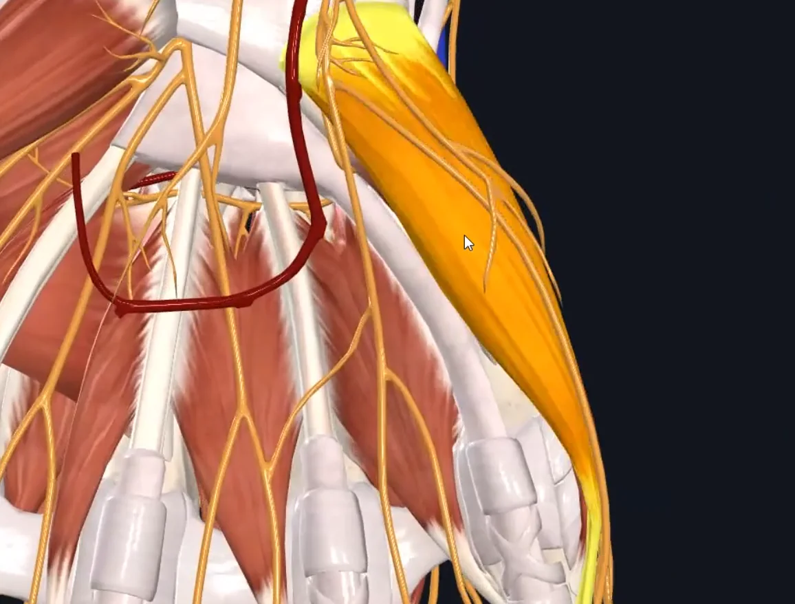 Abductor digiti minimi muscle