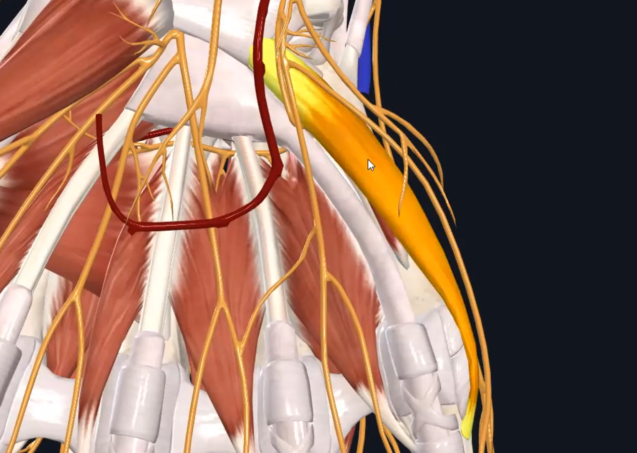 Flexor digiti minimi muscle