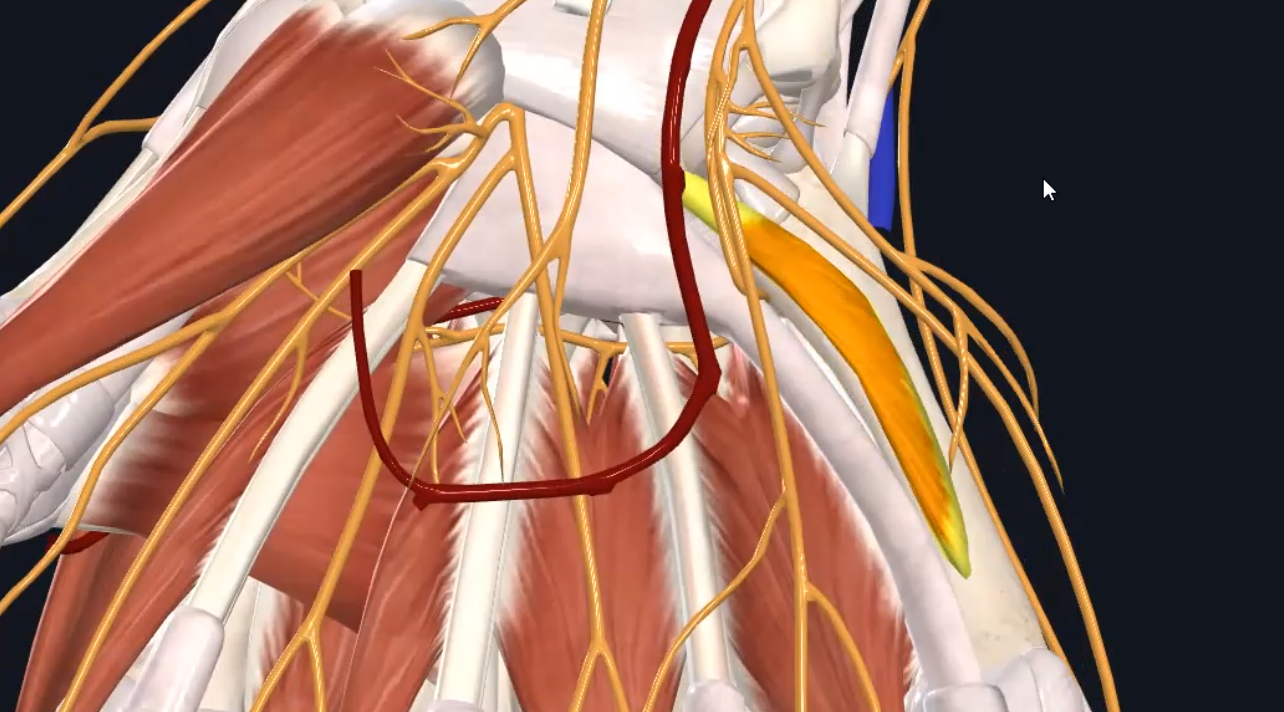 Opponens digiti minimi muscle