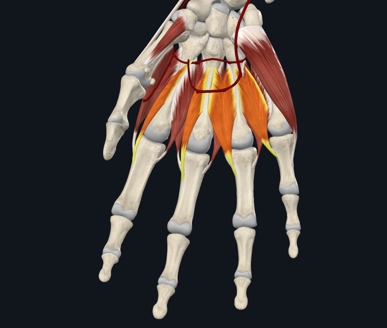 Lumbrical muscles of the hand (right)