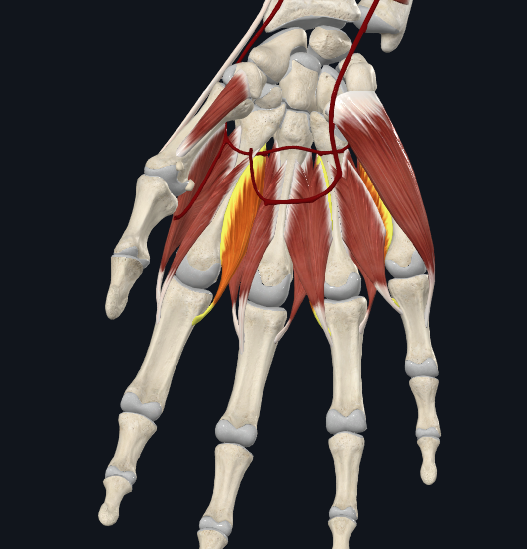 Palmar interossei muscles (right)