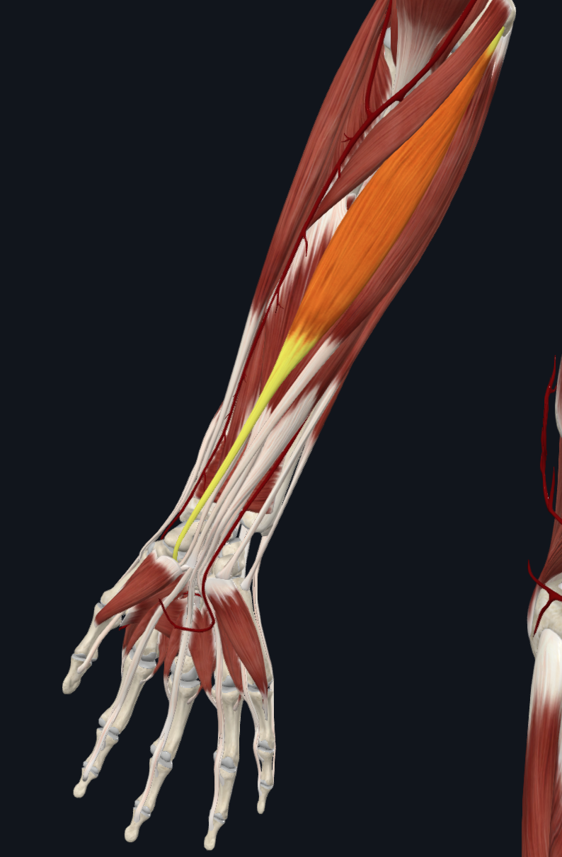 Flexor carpi radialis muscle (right)