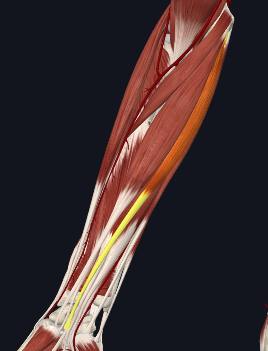 Palmaris longus muscle (right)