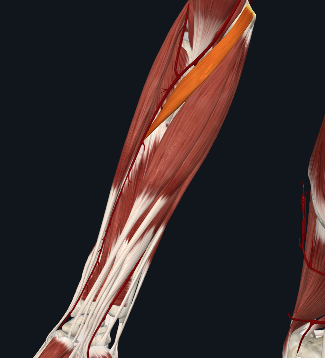Pronator teres muscle